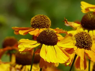 花，黄色，橙色，紫锥菊，开花植物，新鲜度，脆弱性，花头