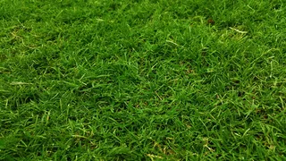 自然、田野、图案、花园、特写、深绿色、环境、清新