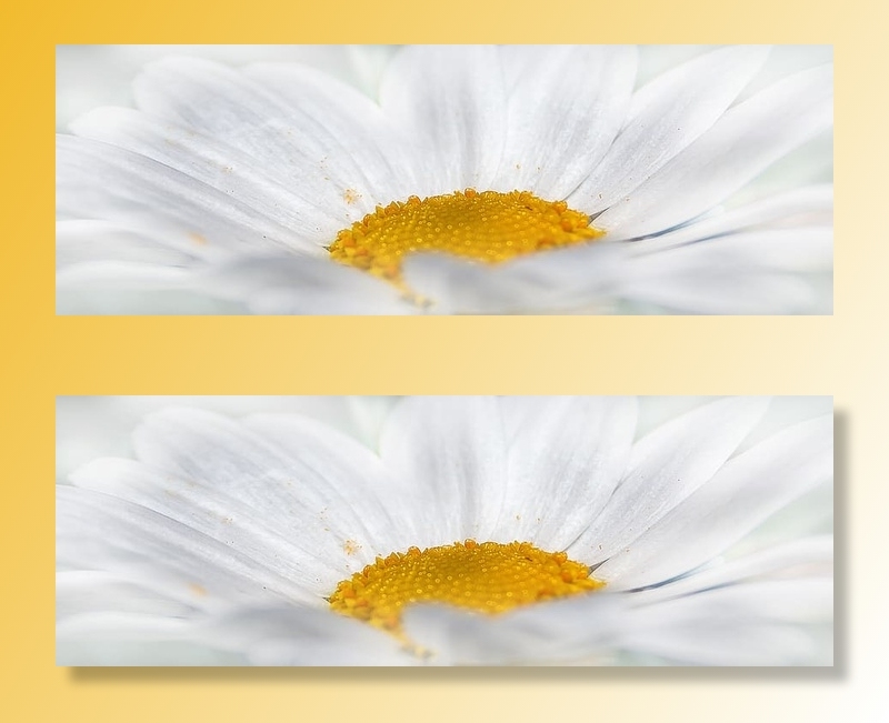 白色雏菊花的特写镜头