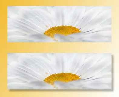 白色雏菊花的特写镜头