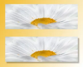 白色雏菊花的特写镜头