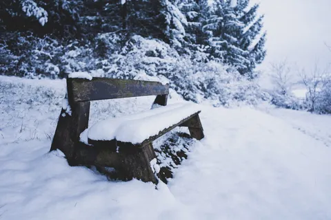 白天,树林旁雪地上的棕色木凳 白天,树林旁雪地上的棕色木凳