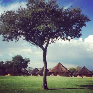 非洲，树木，野生，灌木，大草原，野生动物，自然，植物