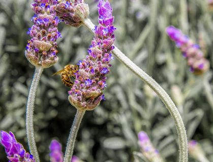 蜜蜂，蜜蜂，昆虫，忙碌，授粉，薰衣草，植物，紫色