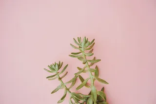 采购产品植物，花，黄芪，花，陶器，罐子，花瓶，盆栽植物