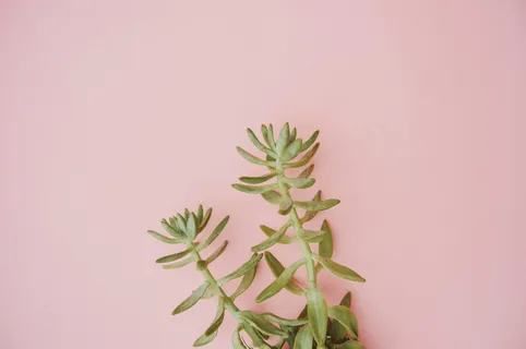 采购产品植物,花,黄芪,花,陶器,罐子,花瓶,盆栽植物 采购产品植物,花,黄芪,花,陶器,罐子,花瓶,盆栽植物