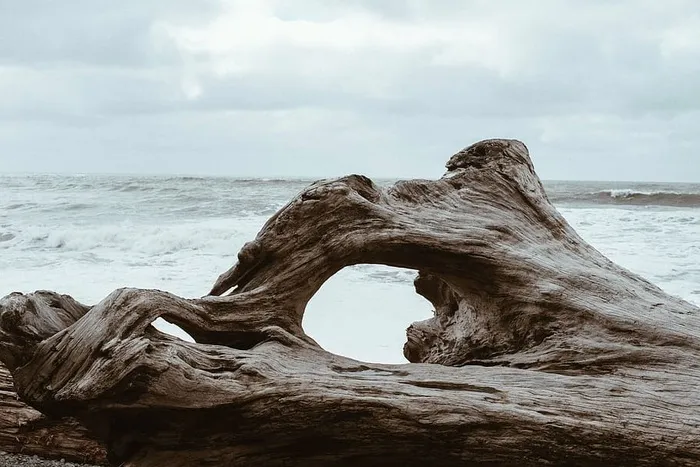 棕色，浮木，旁边，海，海，水，波浪，地平线