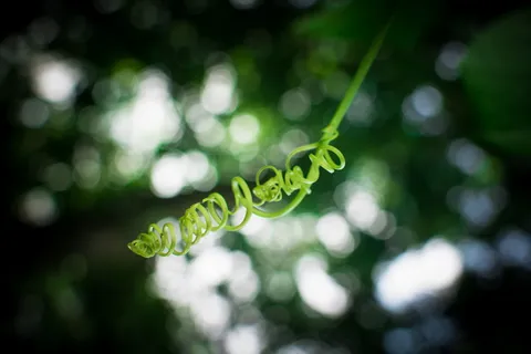 绿色植物浅聚焦摄影 绿色植物浅聚焦摄影