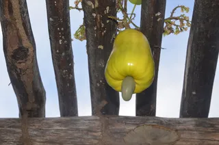 腰果仁，水果，热带，树干，树干，树木，植物，自然