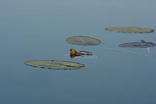 青蛙，睡莲垫，百合，垫，两栖动物，池塘，水，莉莉