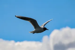 冰岛，自然，鸟类，飞行，动物主题，野生动物，动物，天空