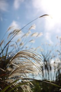 芦苇，秋天，大自然，银草，芦苇，芦苇床，植物，生长