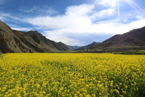 芥末,花田,西藏,自然之美,黄色,风景-自然,风景,天空 芥末,花田,西藏,自然之美,黄色,风景-自然,风景,天空