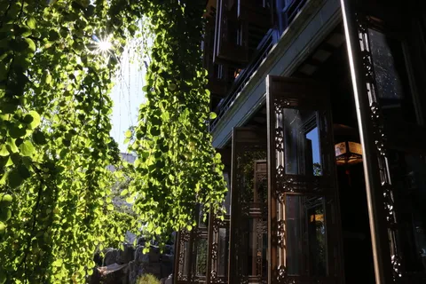 波特兰、柳树、树、寺庙、门、开、冥想、俄勒冈州