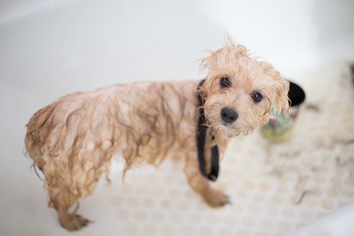 浴缸里的奶油玩具贵宾犬