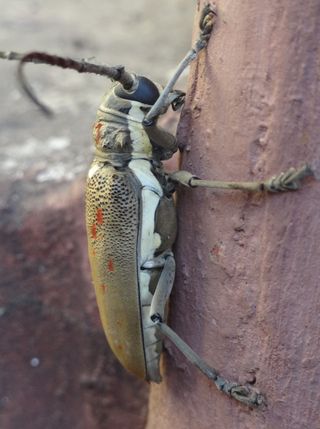 触手，昆虫，野生动物，小虫，触角，野生，胸部