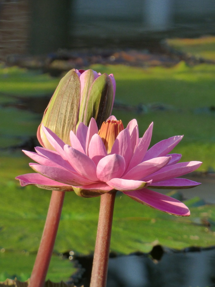 花，百合，池塘，睡莲，植物，开花植物，植物，新鲜度