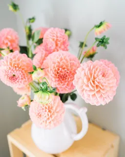 粉色花朵,dalia,花朵,花瓶,花束,植物,成分,花束 粉色花朵,dalia,花朵,花瓶,花束,植物,成分,花束