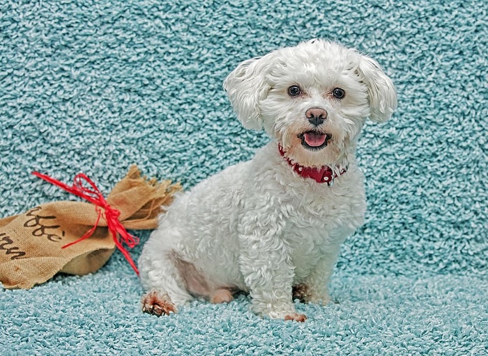 狗，动物，忠诚，可爱，四条腿，小狗，宠物，友谊