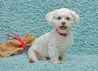 狗，动物，忠诚，可爱，四条腿，小狗，宠物，友谊