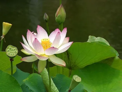 白色,粉色,花朵,身体,水,莲花,花朵,植物 白色,粉色,花朵,身体,水,莲花,花朵,植物