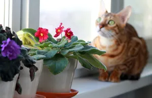 猫，孟加拉，宠物，在窗台上，品种，窗户，紫罗兰，花