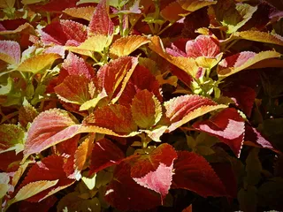 coleus，一年生，植物，叶，颜色，彩色，红色，黄色