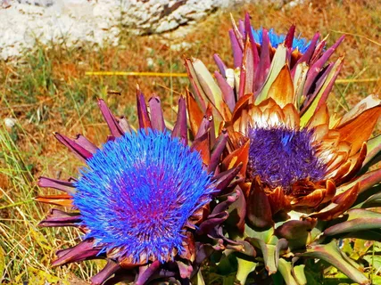 花,洋蓟,美,花,自然,春天,野生植物,果园 花,洋蓟,美,花,自然,春天,野生植物,果园