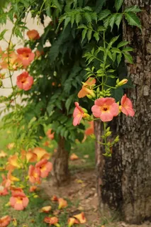 Campsis, 蓝花楹树, 鲜花, 性质, 植物, 开花, 藤树, 大喇叭花 Campsis, 蓝花楹树, 鲜花, 性质, 植物, 开花, 藤树, 大喇叭花