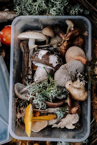 批次，蘑菇，白色，塑料容器，真菌，食品，户外，容器