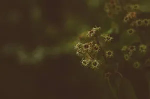 黄花选择性聚焦照片