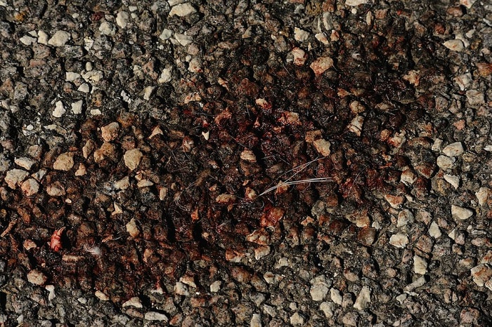 沥青，交通事故，血渣，血，猫渣，血路，血路，死亡