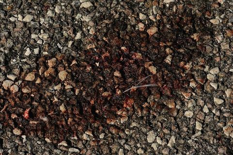 沥青，交通事故，血渣，血，猫渣，血路，血路，死亡