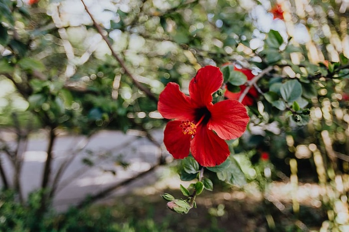 一朵红色的芙蓉花，葡萄牙