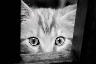 chaton，chat，félin，猫，家猫，一种动物，肖像，哺乳动物