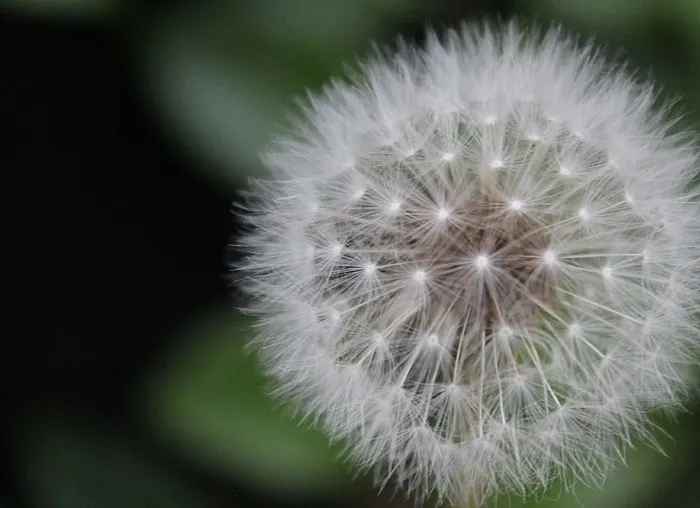 自然，模糊，环境，宏观，特写，蒲公英，蒲公英种子，景深