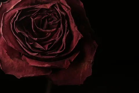 美国，波特兰，红色，花瓣，干花，花朵，特写，情人节