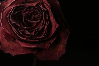 美国，波特兰，红色，花瓣，干花，花朵，特写，情人节