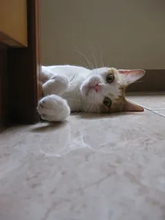 猫,说谎,可爱,凝视,动物,哺乳动物,家养,宠物 猫,说谎,可爱,凝视,动物,哺乳动物,家养,宠物