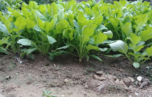 蔬菜，怎么吃这个，健康，光，怎么吃这个，如果，泡菜，世宗城