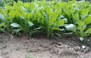 蔬菜，怎么吃这个，健康，光，怎么吃这个，如果，泡菜，世宗城