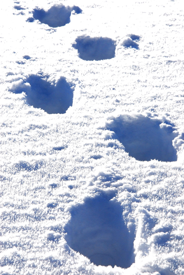 雪、痕迹、跋涉、蓝色、自然、白色、天气、背景