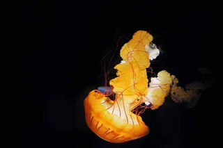 水下水母，黄色水母，水下，生物，海，海洋，水族馆，水母