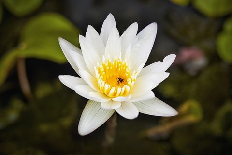 花，开花植物，脆弱，脆弱，新鲜，花瓣，植物，自然之美