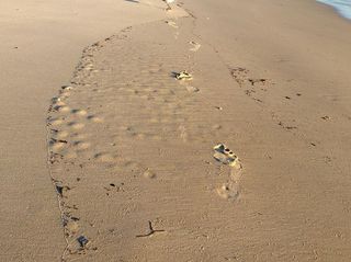 土地，沙滩，海滩，足迹，高角度视野，自然，轨迹-印记，打印