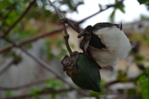 厄瓜多尔，cuenca，valle de yunguilla，生长，棉花，生长，柔软，植物