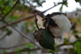 厄瓜多尔，cuenca，valle de yunguilla，生长，棉花，生长，柔软，植物