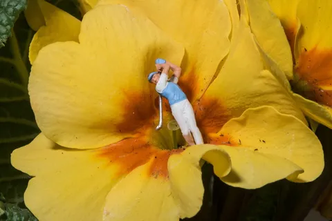 高尔夫球手雕像,黄色,芙蓉,微型,摄影,高尔夫,花卉,宏 高尔夫球手雕像,黄色,芙蓉,微型,摄影,高尔夫,花卉,宏