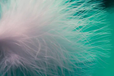 close，photo，白色，feathers，feathers，ease，airy，spring连衣裙