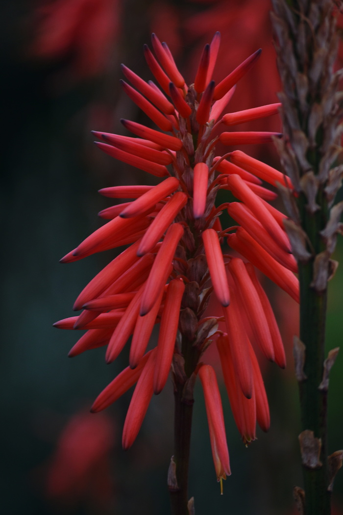 植物，植物群，芦荟，明亮，耐旱，脆弱，红色，生长